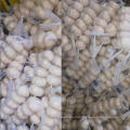 new season chinese fresh garlic from shandong origin